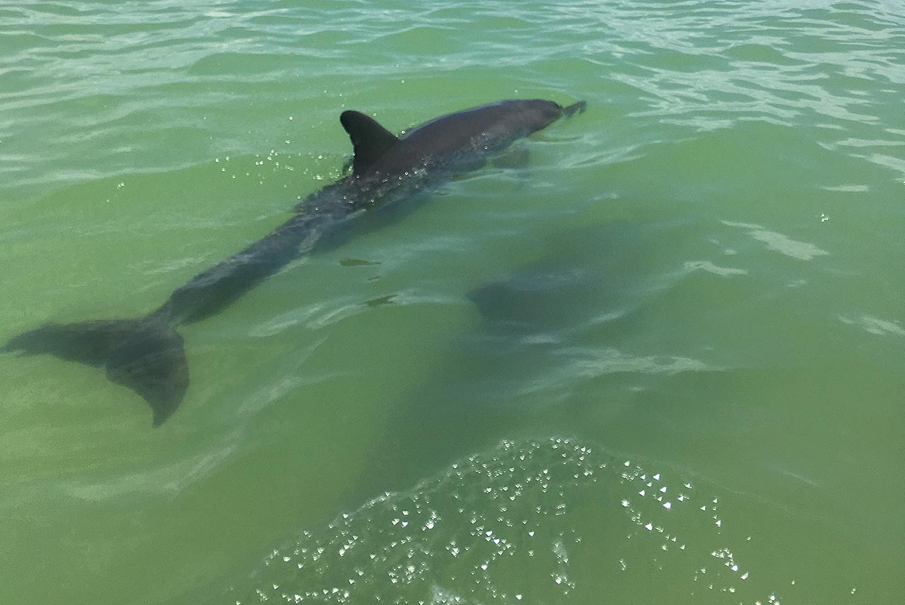 Sian Ka'an Eco_Tours Snorkling Dolphins Ascension Bay Mexico